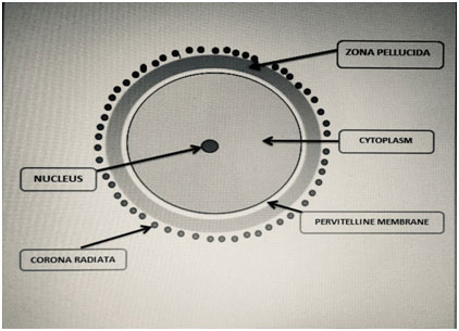 Embryo