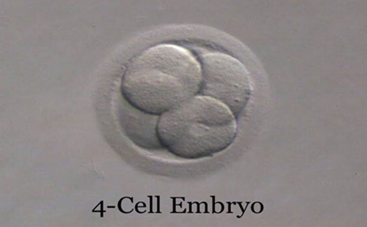 pahlajanis know about your embryo