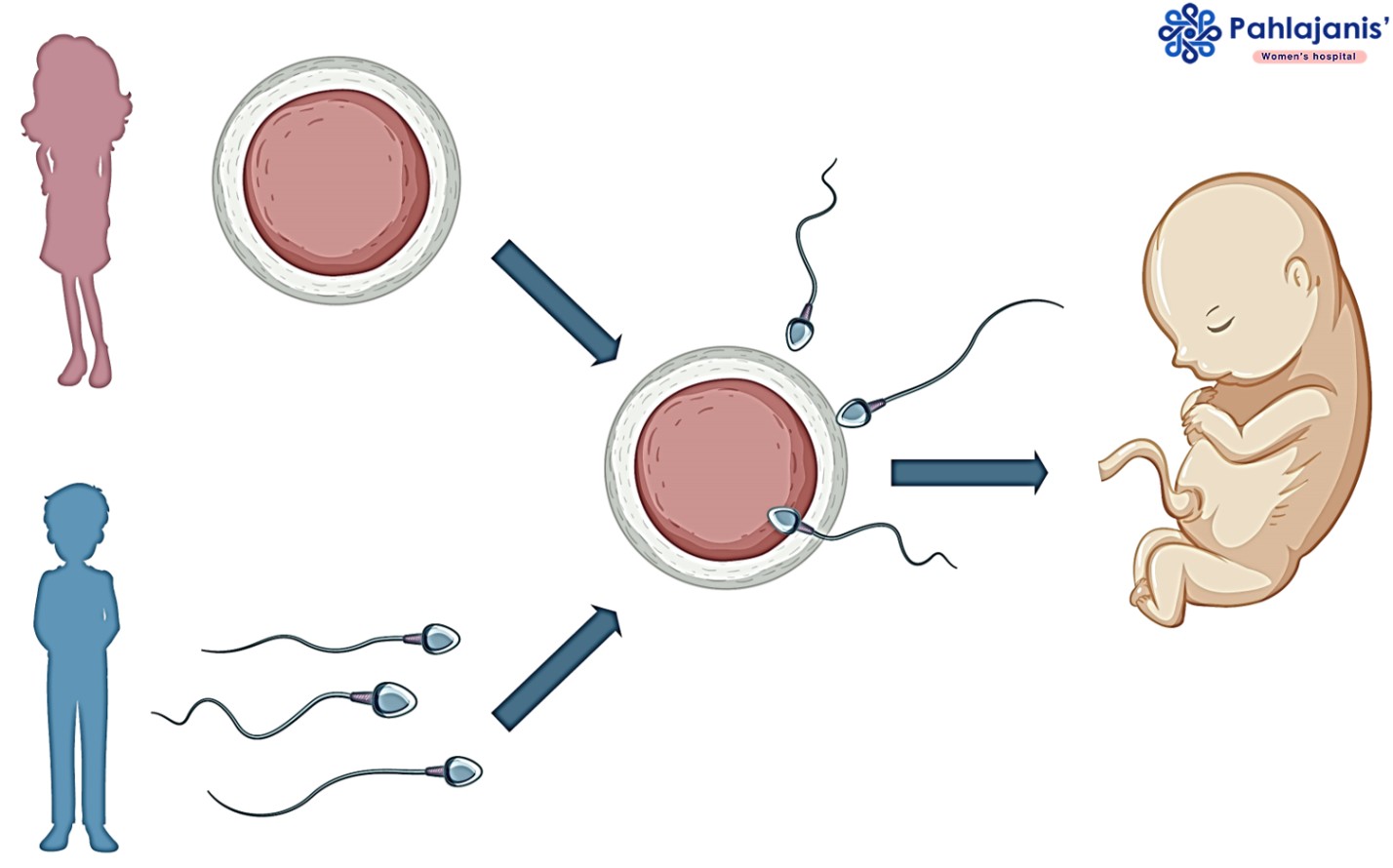 IVF Process - IVF Center